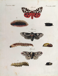Schmuzer Jacob Xaver – Motýli, Přástevník medvědí, Lišaj paví oko, Martináč bukový, mědiryt, ca 1790