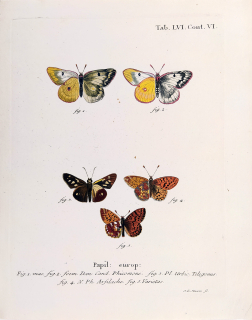 Sturm I. G. – Motýli, Babočkovití, Perleťovec, E. J. Chr. Esper, staře kolorovaný původní mědiryt, 1777–1782