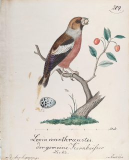 Dlask tlustozobý – Ptáci, Loxia coccothraustes, akvarelem kolorovaná kresba, ca 1780