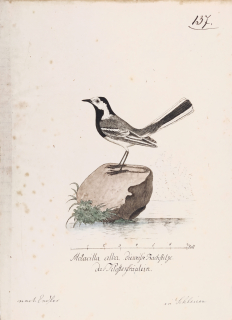 Konipas bílý – Ptáci, Motacilla alba, staře kolorovaný původní lept s ručně psanými popisy, ca 1780